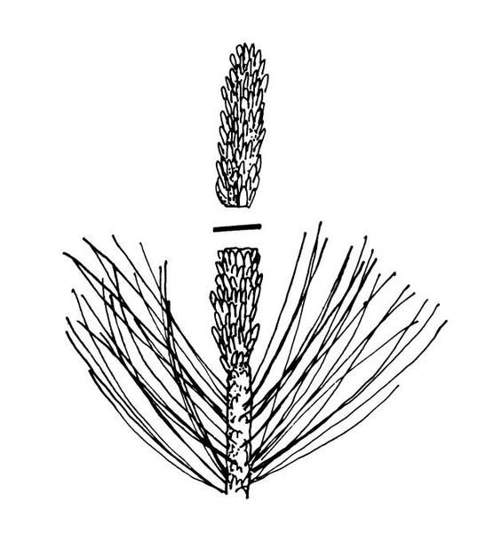 pine pruning illustration showing where to cut
