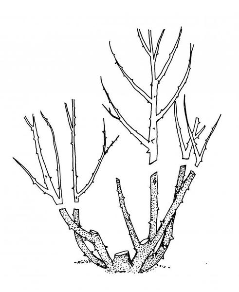 rose pruning illustration showing where to cut