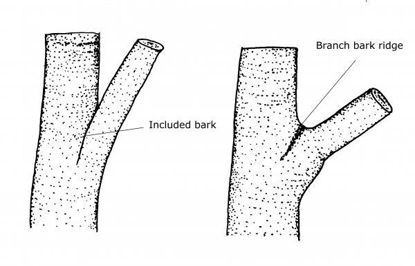 V-shaped crotches lead to included bark.
