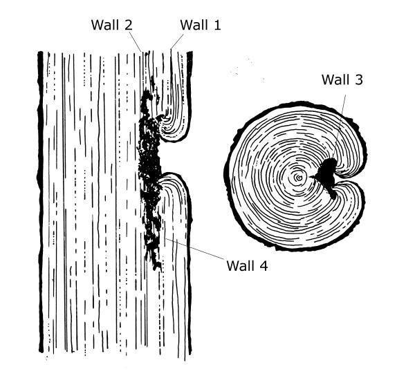 Illustration of tree walls at wound