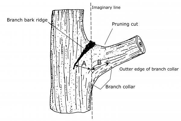 branch bark ridge