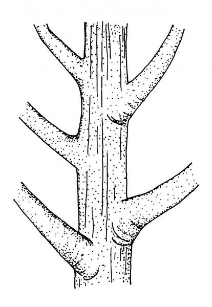 scaffold branches illustration