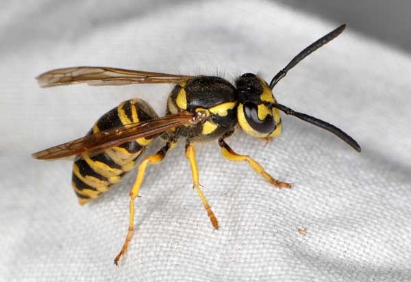 Side view of yellowjacket resting on a white cloth.