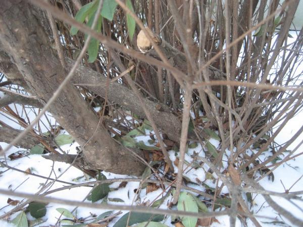 Brown Natural Dry Screw Nut Branch Stem 