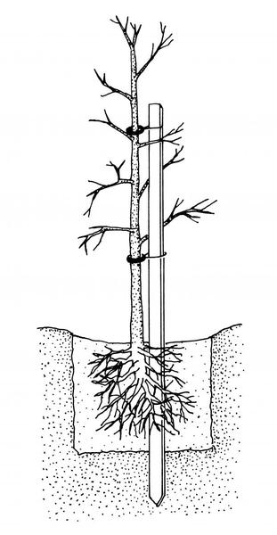 bareroot staking illustration showing the stake below ground