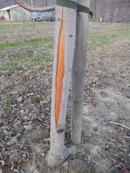 frost crack reveals orange colored interior of tree