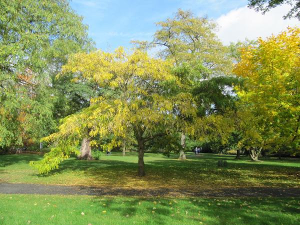 dappled shade from a honeylocust tree visable on grass