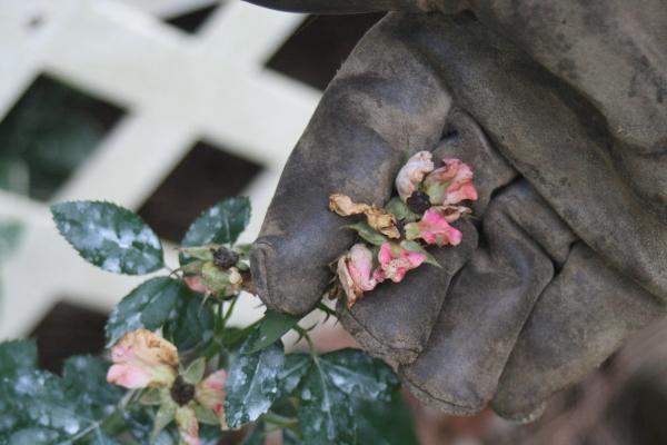 gloved hand deadheading flowers