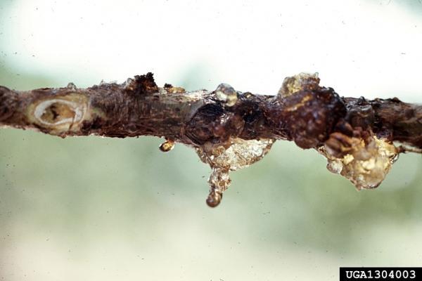 clear gum drips visible on branch