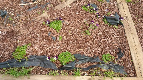 landscape fabric pieces sticking out from mulch