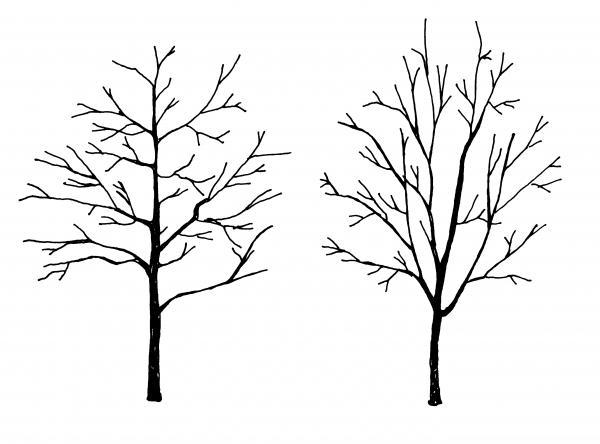multitrunk, single trunk illustration