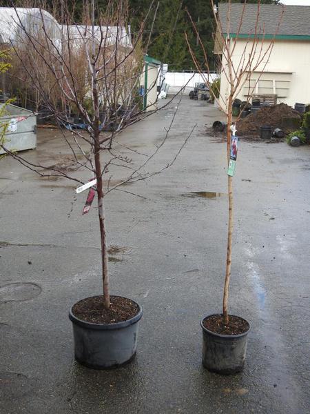 Left potted tree has lower branches than right potted tree.