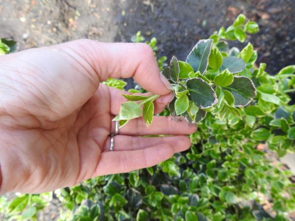 hand pinching near top of a plant