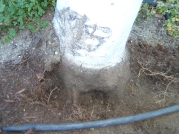 Soil removed at base of tree shows it was too deep