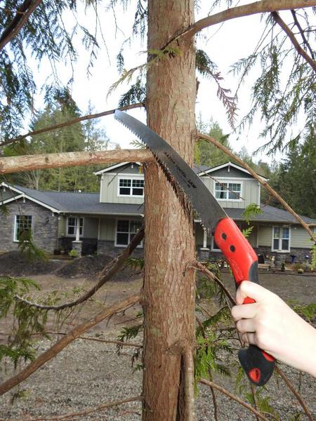 pruning saw cutting branch