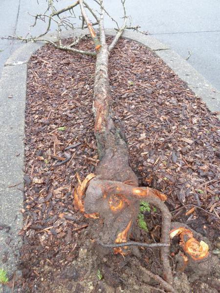 girdled roots on dead tree laying flat on the ground