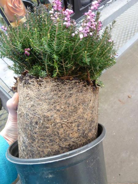 plant has tightly bound roots packed completely in shape of plastic pot