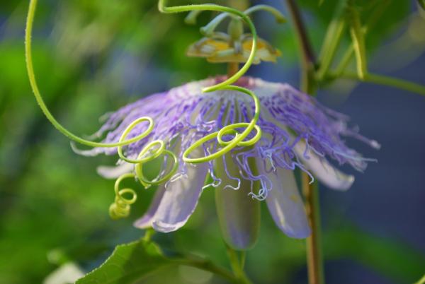 tendrils near purple flower