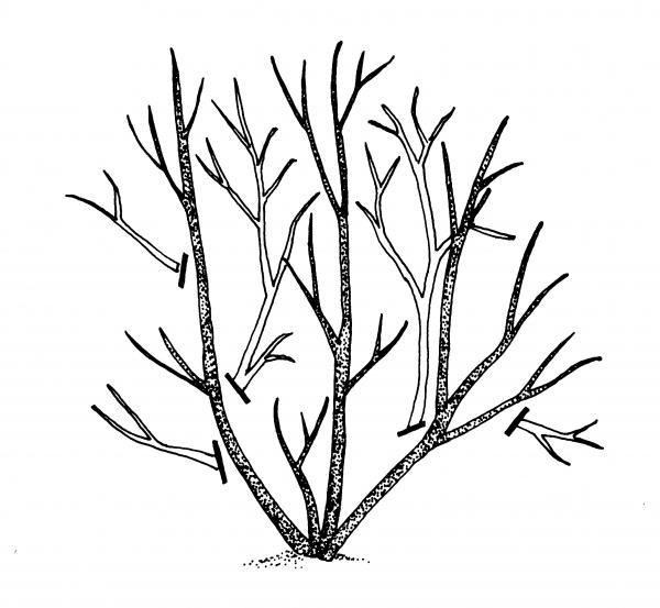thinning illustrations showing where branches are removed