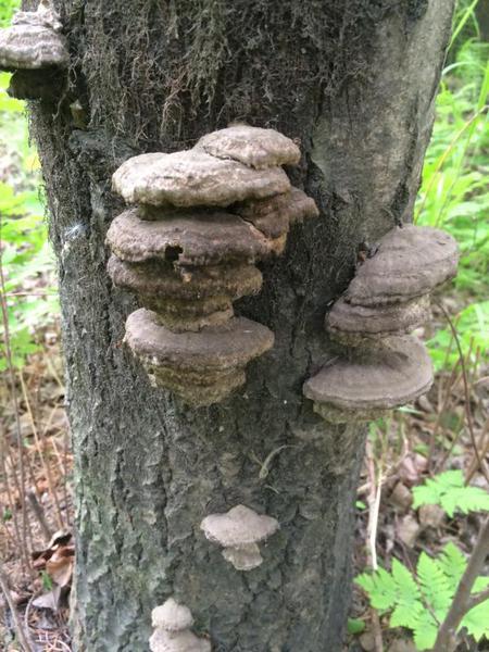 conks on tree trunk