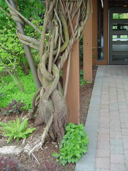 twining vines next to wood railing post