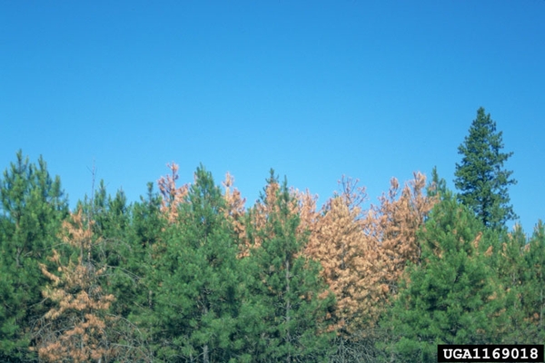 A stand of pine trees with scattered red trees among them.