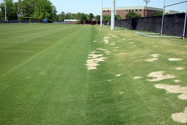 Football field with many yellow spots from spring dead spot disease.