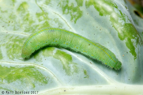 Green, smooth caterpillar on a cabbage leaf.