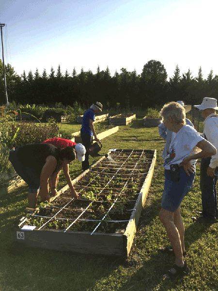 Volunteers and agents plant vegetables in raised beds