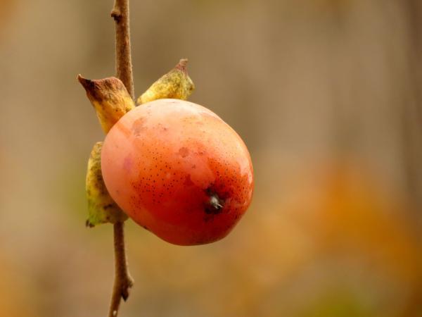 American persimmon on a branch