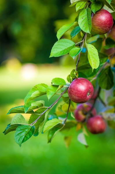 Decision Time For My 'Air-Pot Mini-Orchard' Apple Trees