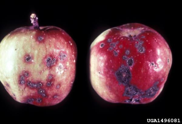 apples with apple scab marks