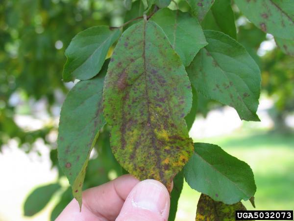 apple scab leaves (leaves with red speckle marks)