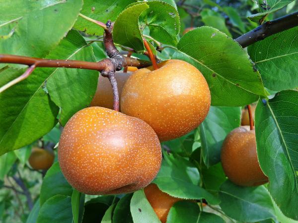 Asian pears (orange color) on a branch