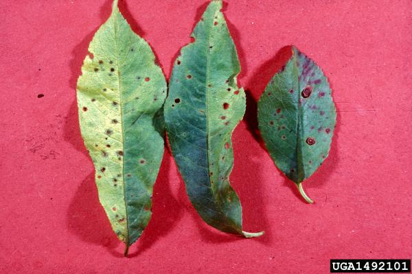 peach bacterial spot (red spots) on leaves
