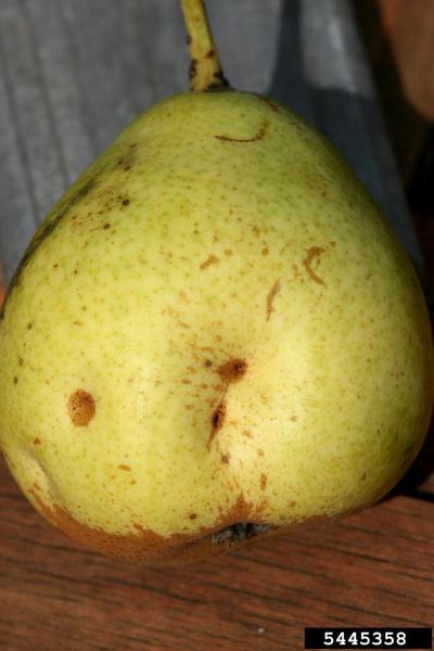 catfacing marks on a pear