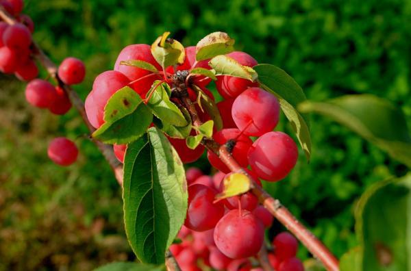 chickasaw plums on a branch