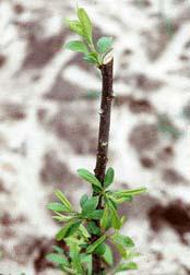 new shoots on a branch that had been pruned with a heading cut