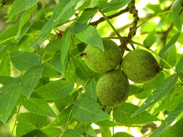 black walnuts (Juglans nigra).
