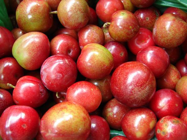 pile of Methley (cherry) plums