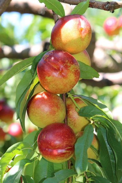 nectarines on a branch