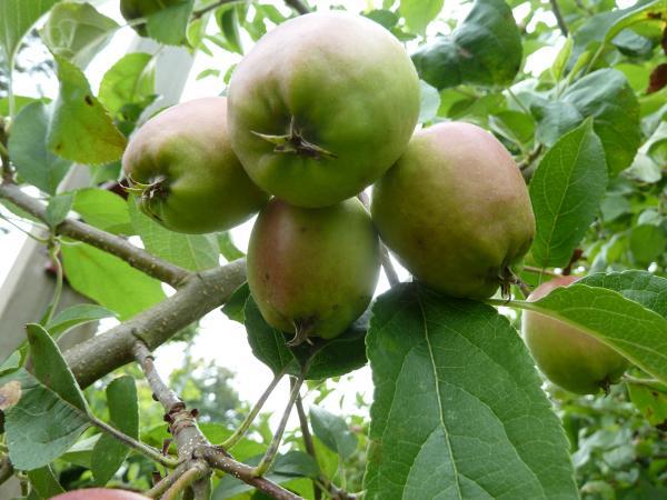 Bagging apples bag fruit pest management organic gardening home orchard  Japanese method