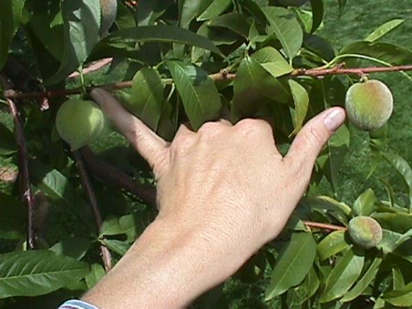 दक्षिण कैरोलिना में उगाए जाने वाले सबसे आम फलों के पेड़