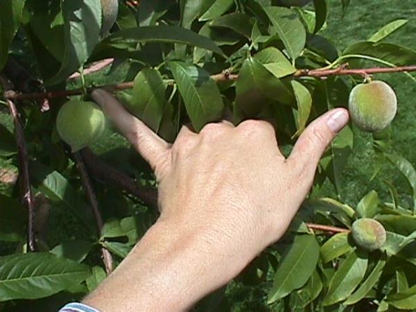 peach trees in nc