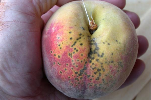 peach scab (peach with greenish grey spots)