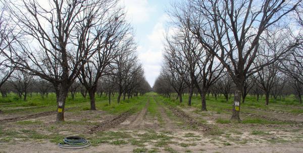 rows of trained pecan trees