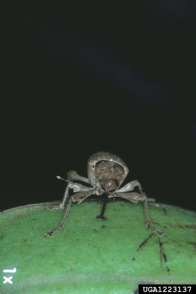 female pecan weevil