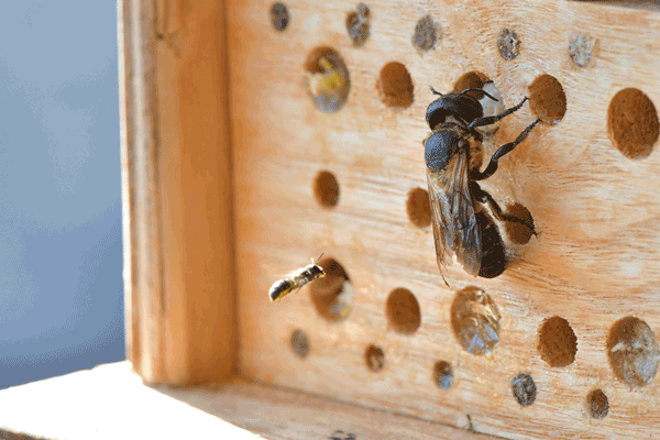 Bee at a bee hotel with various-sized entrances.