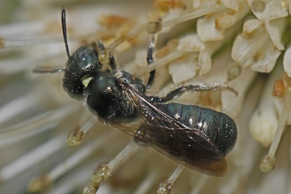 photograph of small carpenter bee on a flower