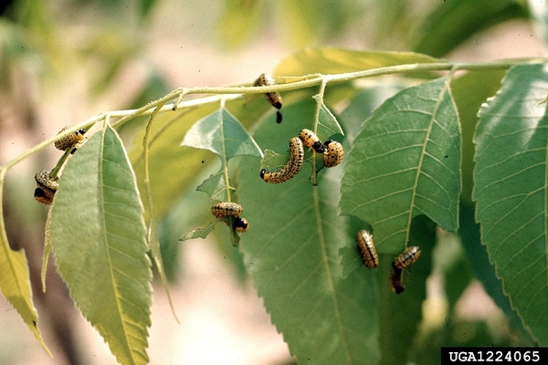 Leaves with several black and yellow larvae feeding on them.